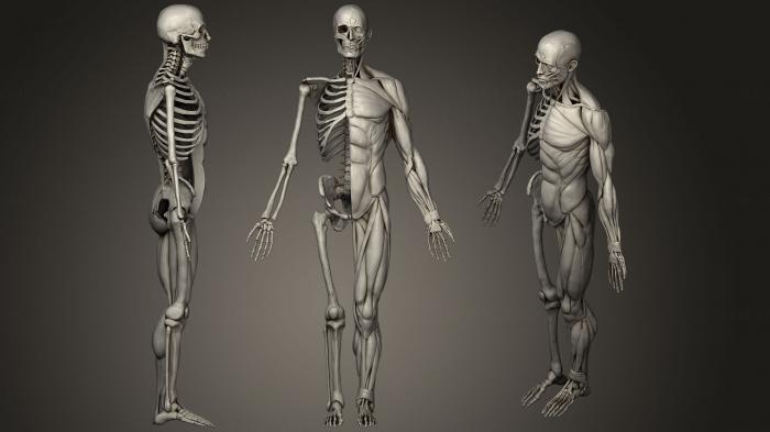 Anatomy of skeletons and skulls (ANTM_0221) 3D model for CNC machine